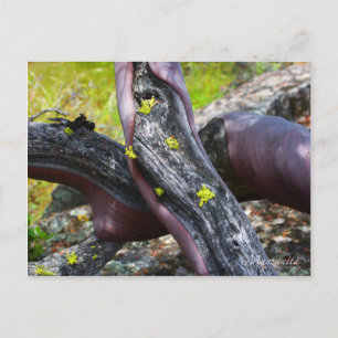 Postal Manzanita Postcard