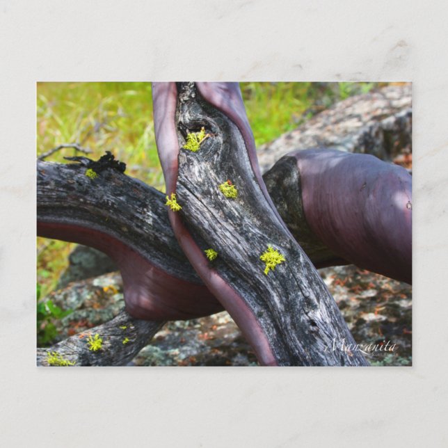 Postal Manzanita Postcard (Anverso)