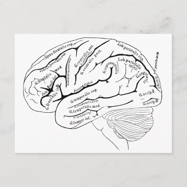 Postal Mapa del cerebro del siglo XIX - regalo de arte vi (Anverso)