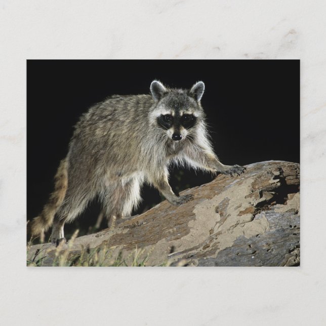 Postal Mapache Norteño, Procyon lotor (Anverso)