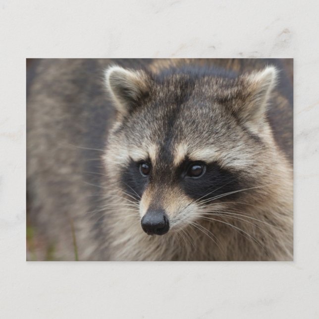 Postal Mapache, Procyon lotor, Florida (Anverso)