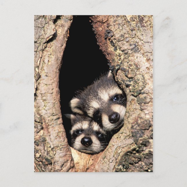 Postal Mapaches Bebés Asomándose desde un Árbol (Anverso)