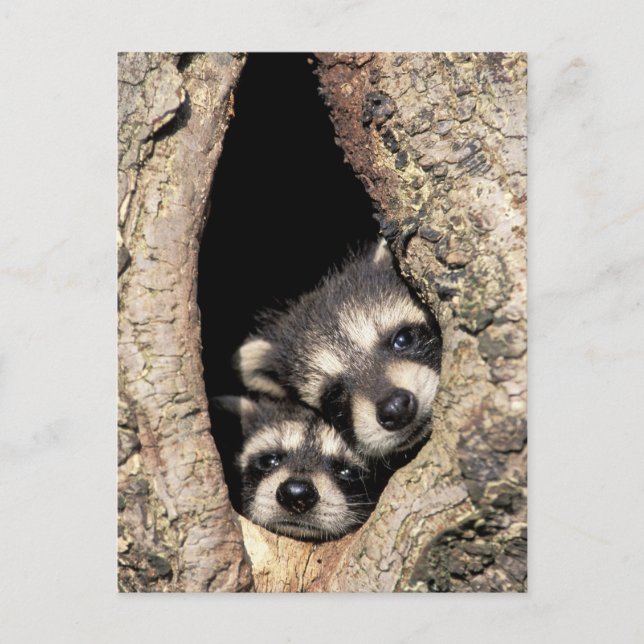 Postal Mapaches bebés en cavidad de árbol Procyon (Anverso)