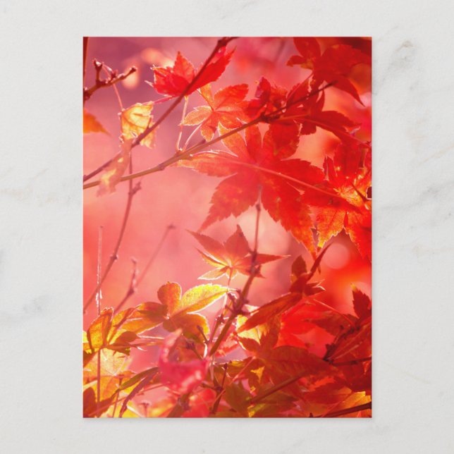 Postal Maple (Anverso)