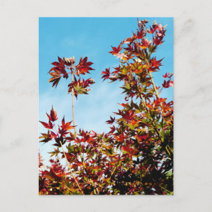 Postal Maple