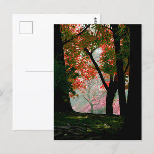 Postal Maple