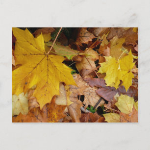 Postal Maple caído deja naturaleza otoño amarilla