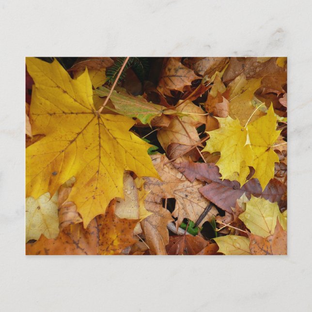 Postal Maple caído deja naturaleza otoño amarilla (Anverso)