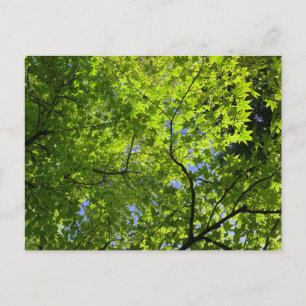 Postal Maple en primavera