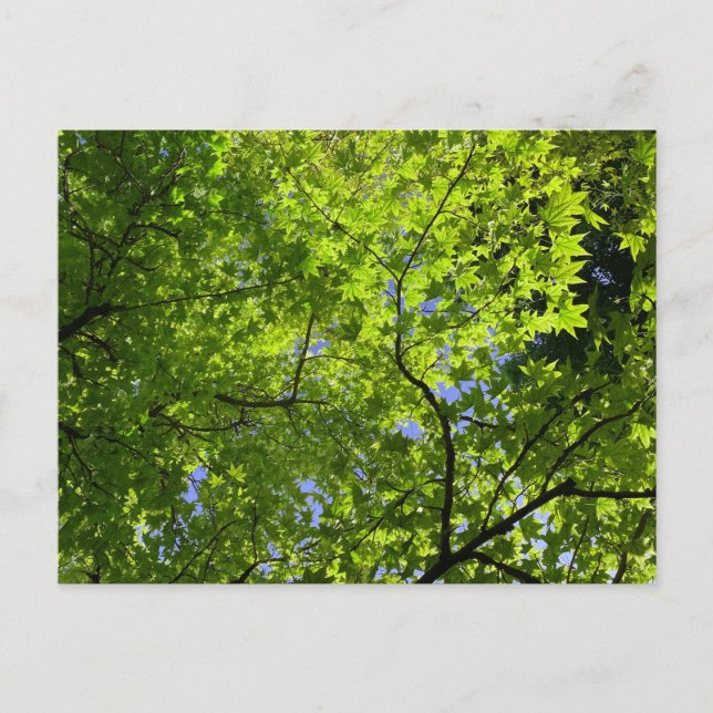 Postal Maple en primavera (Anverso)