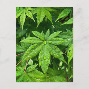 Postal Maple en primavera