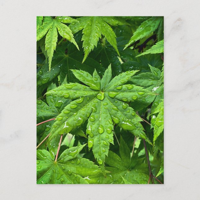 Postal Maple en primavera (Anverso)