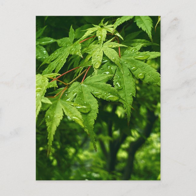 Postal Maple en primavera (Anverso)