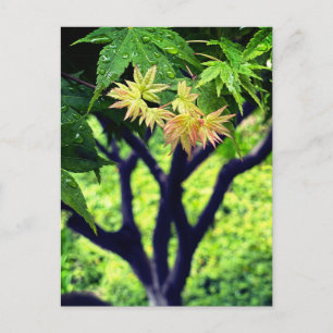 Postal Maple en primavera