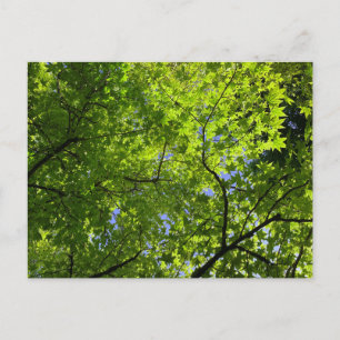 Postal Maple en verano