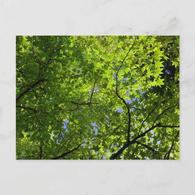 Postal Maple en verano (Anverso)