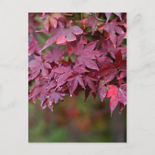 Postal Maple I