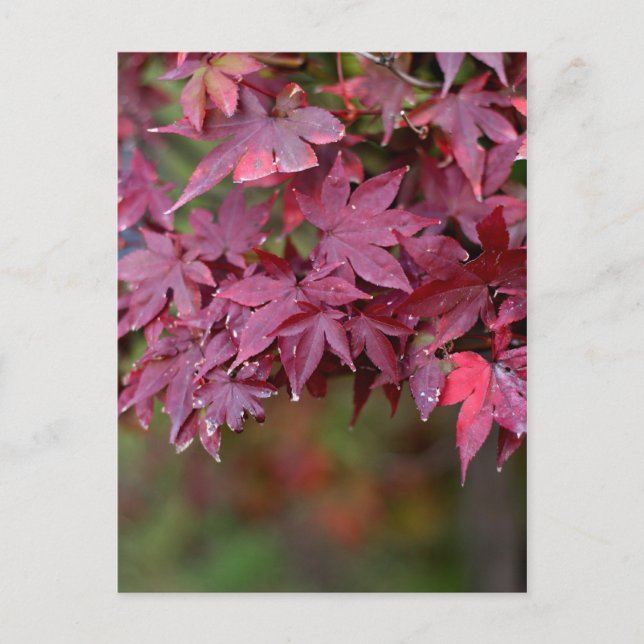 Postal Maple I (Anverso)