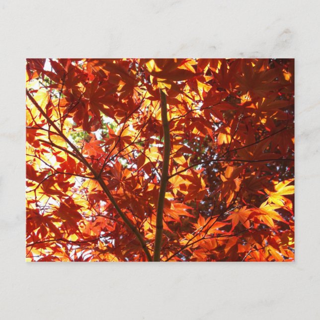 Postal Maple japonés al sol (Anverso)