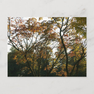 Postal Maple japonés en otoño