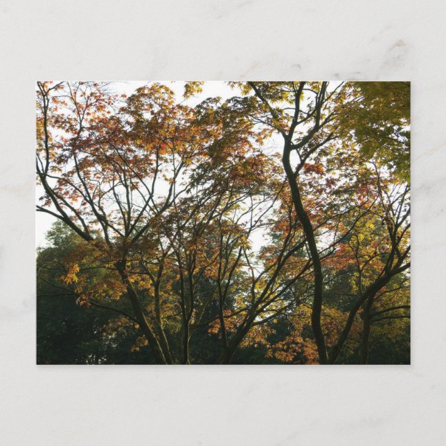 Postal Maple japonés en otoño (Anverso)