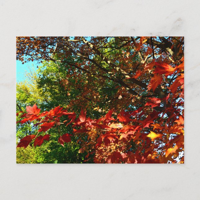 Postal Maple japonés, hojas de árbol de otoño (Anverso)