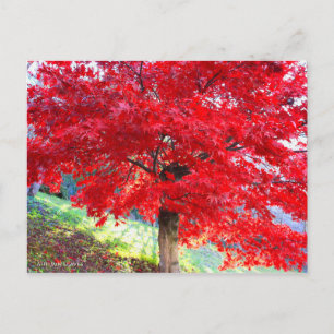 Postal Maple japonés: Hojas de otoño [postal]