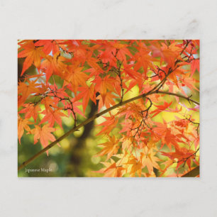 Postal Maple japonés:Postal