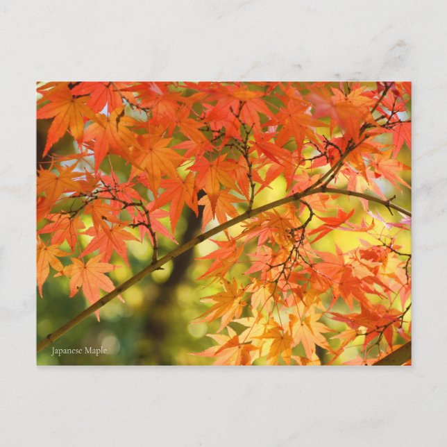 Postal Maple japonés:Postal (Anverso)