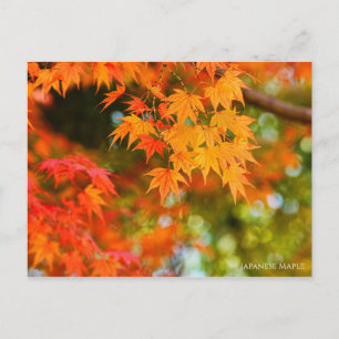 Postal Maple Japonés・Postcard