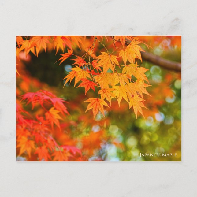 Postal Maple Japonés・Postcard (Anverso)