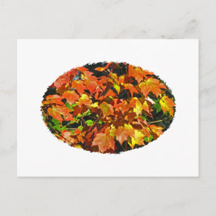 Postal Maple rojo (otoño)