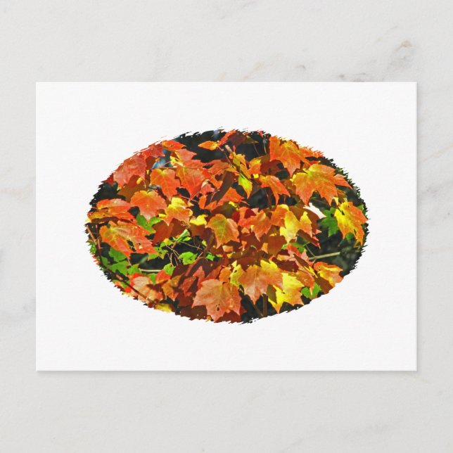 Postal Maple rojo (otoño) (Anverso)