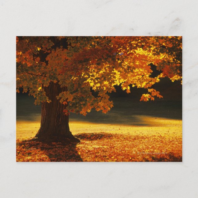 Postal Maple tree, Bennington, Vermont (Anverso)