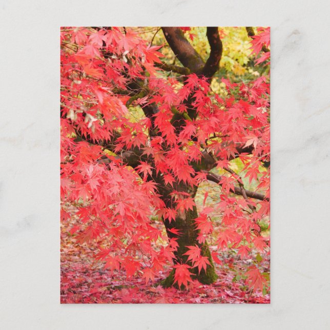 Postal Maple Tree Postcard (Anverso)