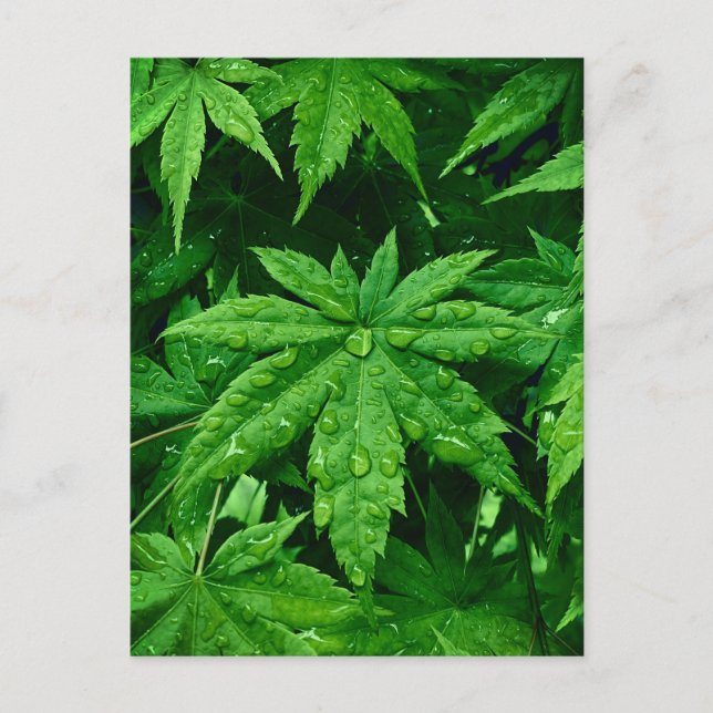 Postal Maple VERDE en primavera (Anverso)