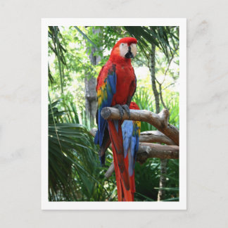 Postal Maqueta escarlata, diseño de fotos de macao rojo