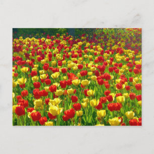 Postal Mar de Tulipanes