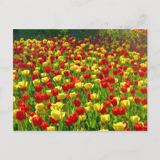 Postal Mar de Tulipanes (Anverso)