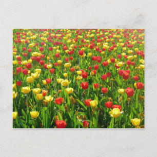 Postal Mar de Tulipanes II