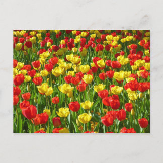 Postal Mar de Tulipanes III