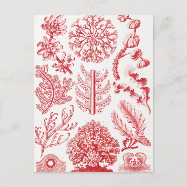 Postal Mar Rojo Alga, Florideae Rotalgen por Ernst Haecke (Anverso)