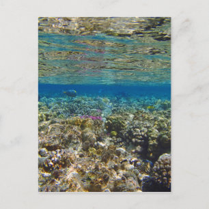 Postal mar rojo asombroso