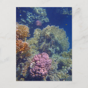 Postal mar rojo asombroso