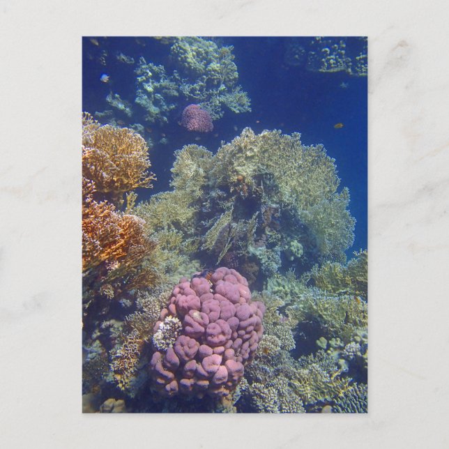 Postal mar rojo asombroso (Anverso)