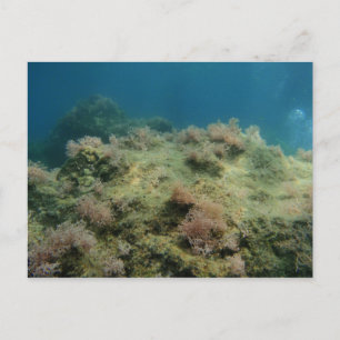 Postal Mar Scape