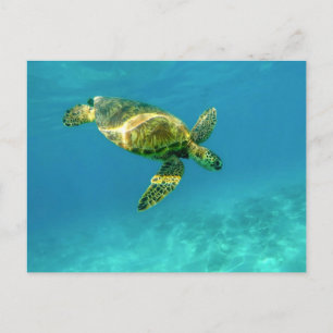 Postal Mar Turquia nadando en aguas turquesas del océano