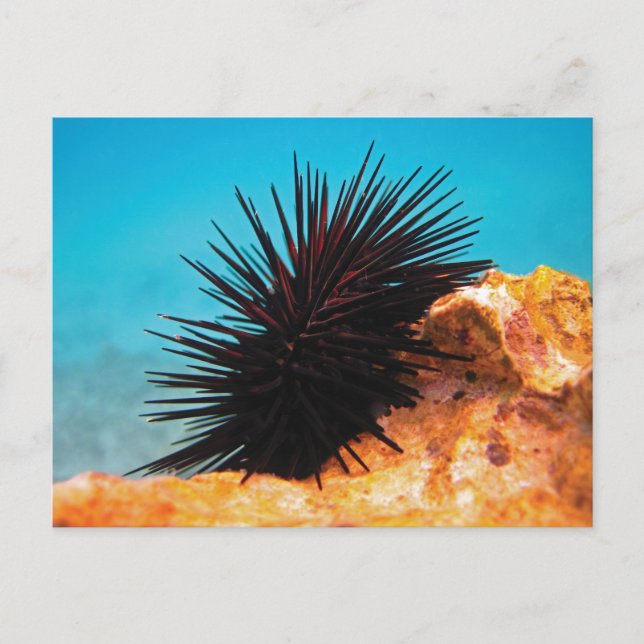 Postal Mar・urchin (Anverso)