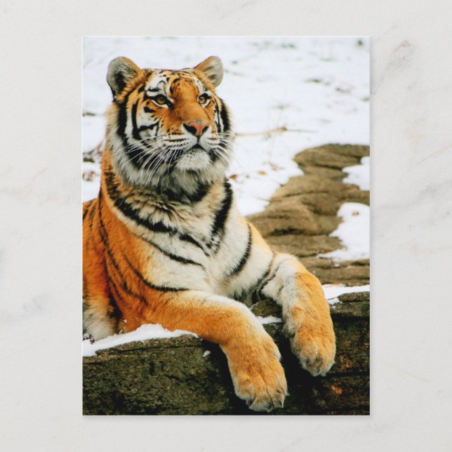 Postal - Mara - (Anverso)