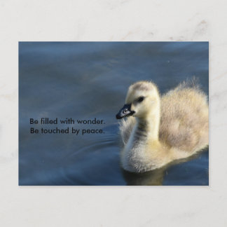 Postal Maravilla y paz